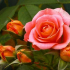 Jak pěstovat rose - top 180 fotografií, přistávacích tipů, zalévání, krmení, reprodukce růží. Rostoucí tajemství v zahradě
